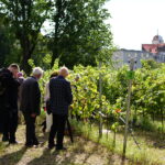 tradycyjne winobranie podczas wydarzenia V Białe Czerwone Winobranie