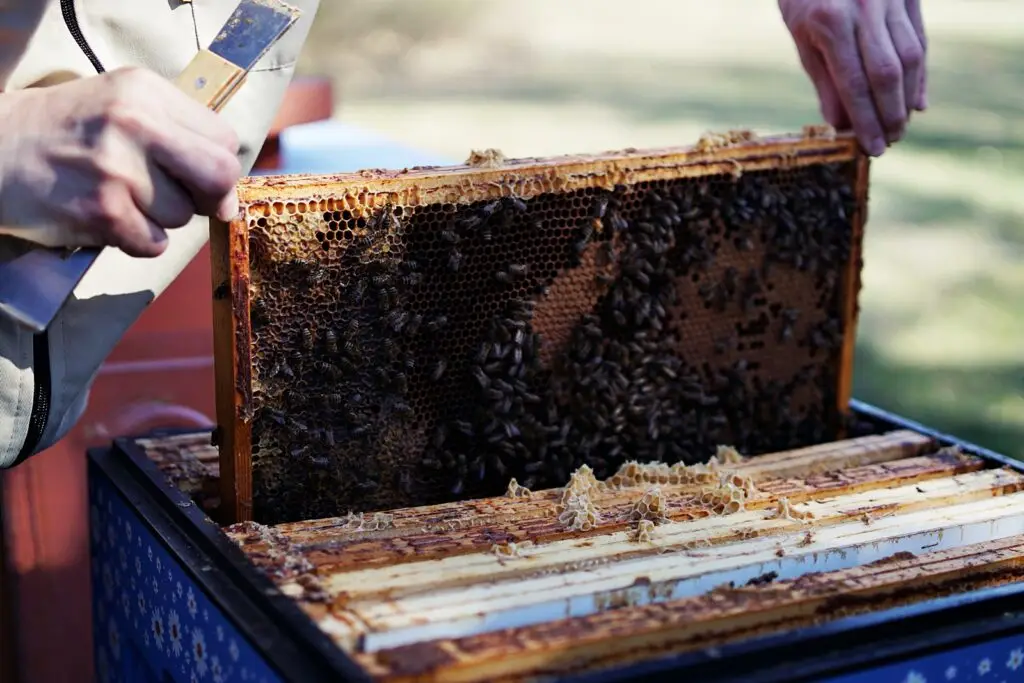 Pasieka zamkowa Muzeum Zamek w Janowcu